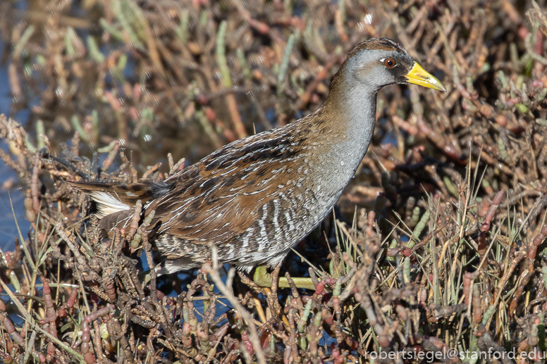 palo alto baylands